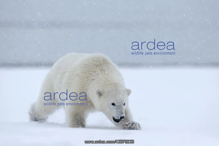 : Polar Bear - yearling along a barrier island outside : Polar Bear - yearling along a barrier island outside
