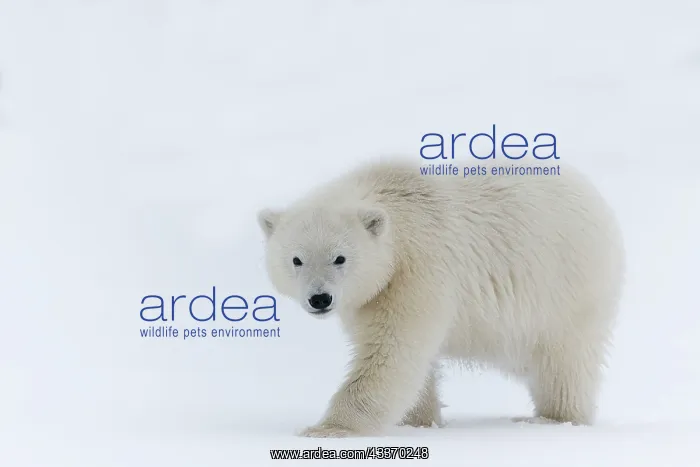 : Polar Bear - yearling along a barrier island outside : Polar Bear - yearling along a barrier island outside