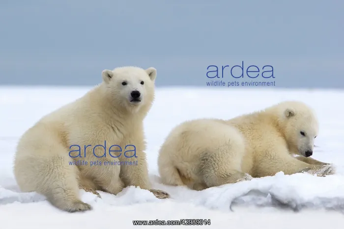 : Polar Bear - yearling cubs lying down : Polar Bear - yearling cubs lying down