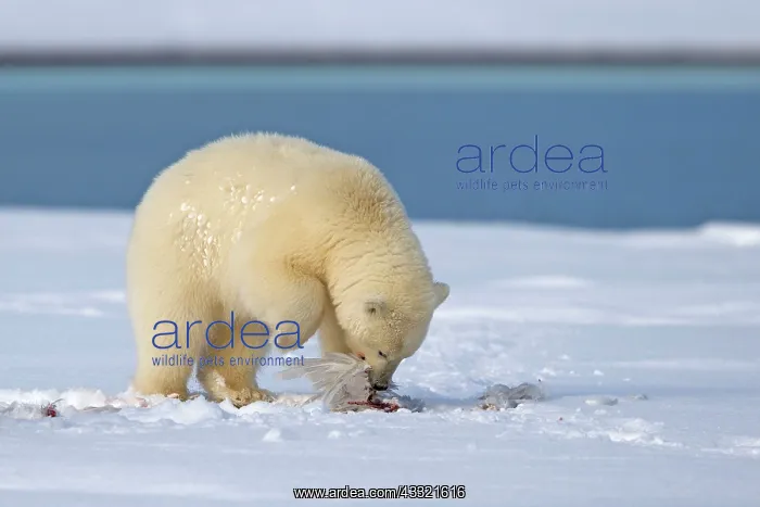 : Polar Bear - yearling eating a gull : Polar Bear - yearling eating a gull