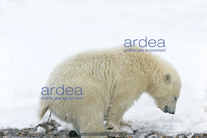 : Polar Bear - yearling going to the toilet along : Polar Bear - yearling going to the toilet along