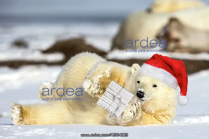 : Polar Bear yearling lying in the snow holding a Christmas pr : Polar Bear yearling lying in the snow holding a Christmas pr