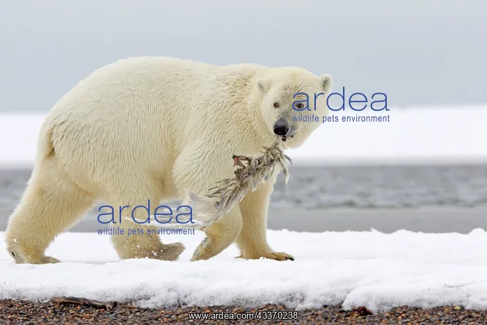 : Polar Bear - yearling playing with a skeleton of : Polar Bear - yearling playing with a skeleton of
