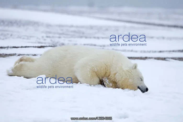 : Polar Bear yearling in the snow Autumn : Polar Bear yearling in the snow Autumn