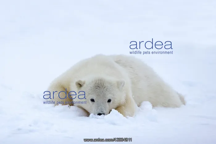 : Polar Bear yearling in the snow Autumn : Polar Bear yearling in the snow Autumn