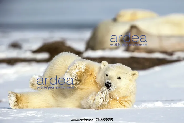 : Polar Bear yearling in the snow Autumn : Polar Bear yearling in the snow Autumn