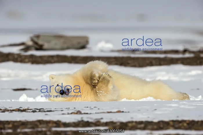 : Polar Bear yearling in the snow Autumn : Polar Bear yearling in the snow Autumn