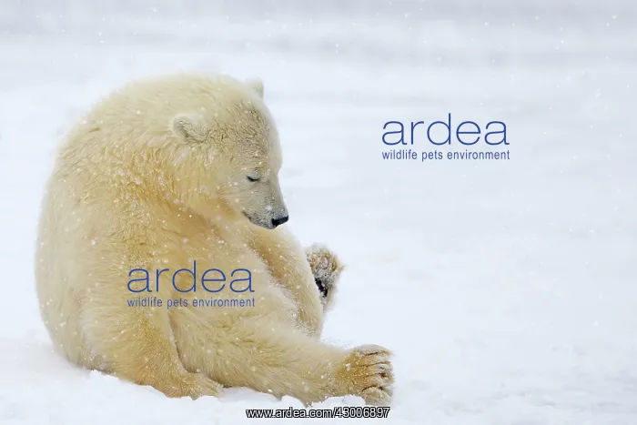 : Polar Bear yearling in the snow Autumn : Polar Bear yearling in the snow Autumn