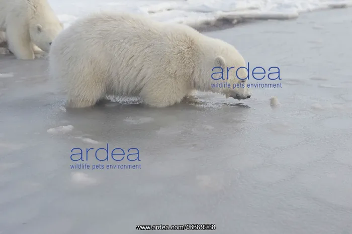 : Polar Bear - yearlings : Polar Bear - yearlings