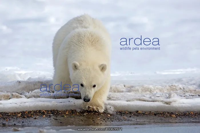 : Polar Bear - yearlings : Polar Bear - yearlings