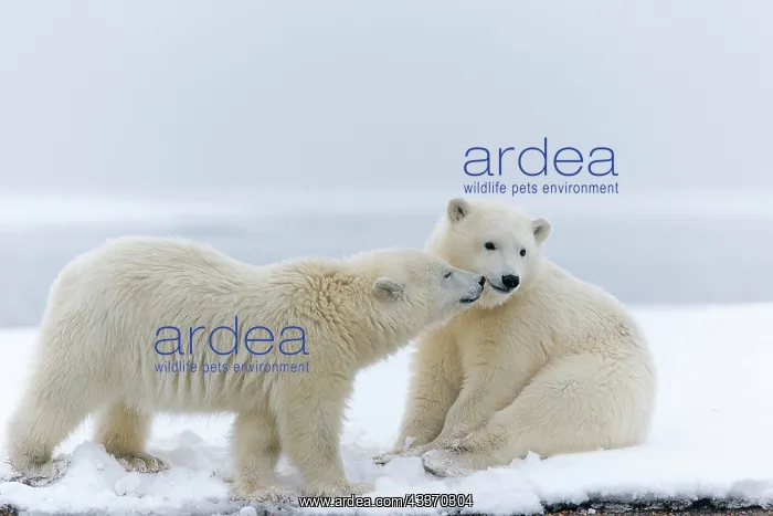 : Polar Bear - yearlings along a barrier island outside : Polar Bear - yearlings along a barrier island outside