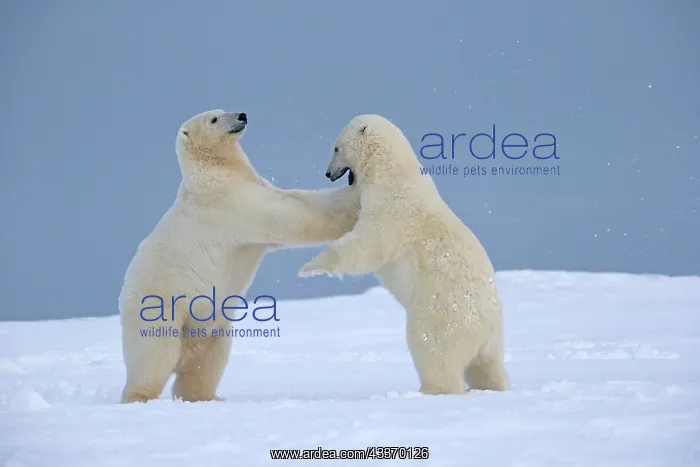 : Polar Bear - yearlings playing together - along : Polar Bear - yearlings playing together - along