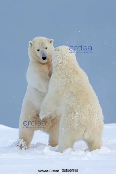 : Polar Bear - yearlings playing together - along : Polar Bear - yearlings playing together - along