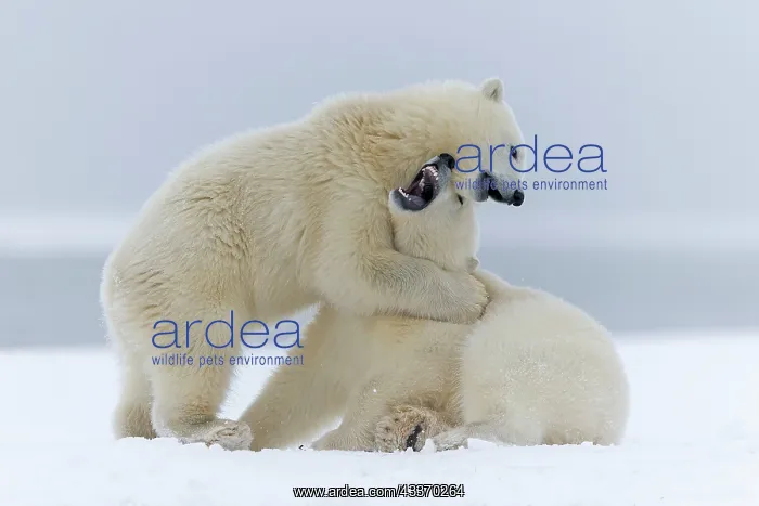 : Polar Bear - yearlings playing together - along : Polar Bear - yearlings playing together - along