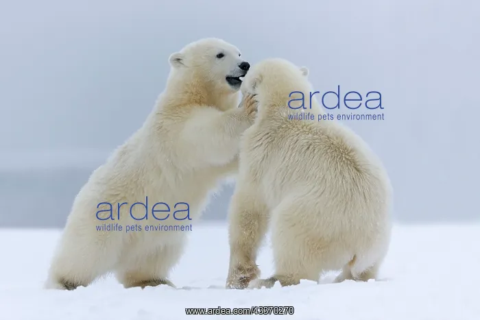 : Polar Bear - yearlings playing together - along : Polar Bear - yearlings playing together - along