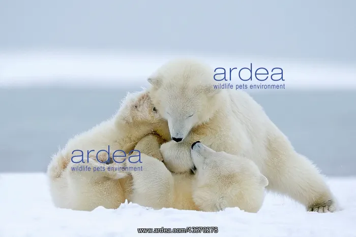 : Polar Bear - yearlings playing together - along : Polar Bear - yearlings playing together - along