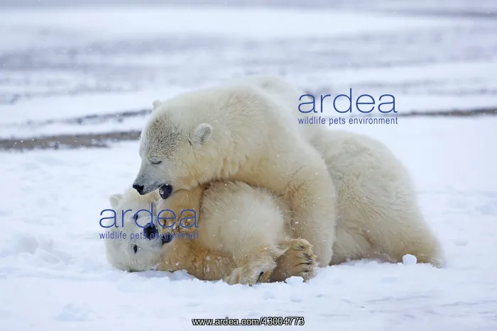 : Polar Bear yearlings playing in the snow Autumn : Polar Bear yearlings playing in the snow Autumn