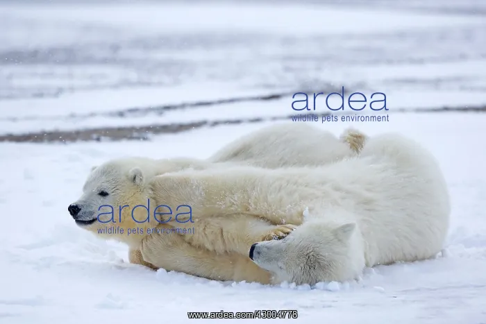: Polar Bear yearlings playing in the snow Autumn : Polar Bear yearlings playing in the snow Autumn