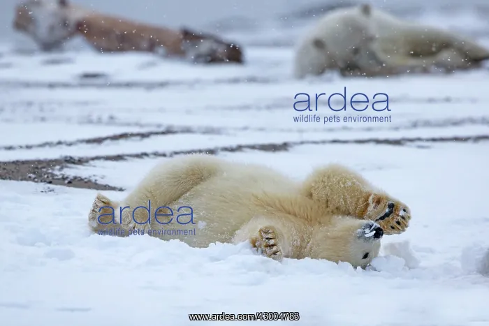 : Polar Bear yearlings playing in the snow Autumn : Polar Bear yearlings playing in the snow Autumn