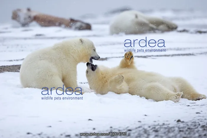 : Polar Bear yearlings playing in the snow Autumn : Polar Bear yearlings playing in the snow Autumn