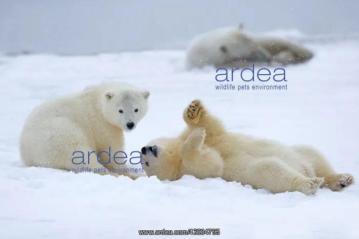 : Polar Bear yearlings playing in the snow Autumn : Polar Bear yearlings playing in the snow Autumn