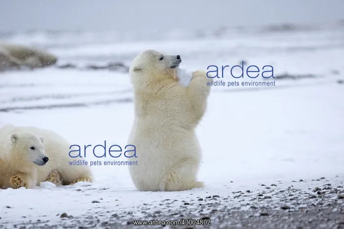  : Polar Bear yearlings playing in the snow Autumn