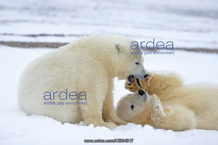 : Polar Bear yearlings playing in the snow Autumn : Polar Bear yearlings playing in the snow Autumn
