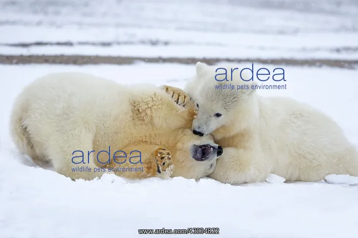 : Polar Bear yearlings playing in the snow Autumn : Polar Bear yearlings playing in the snow Autumn