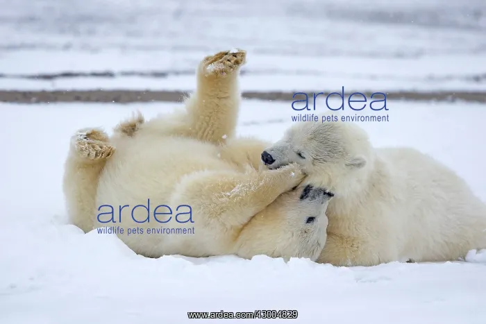 : Polar Bear yearlings playing in the snow Autumn : Polar Bear yearlings playing in the snow Autumn