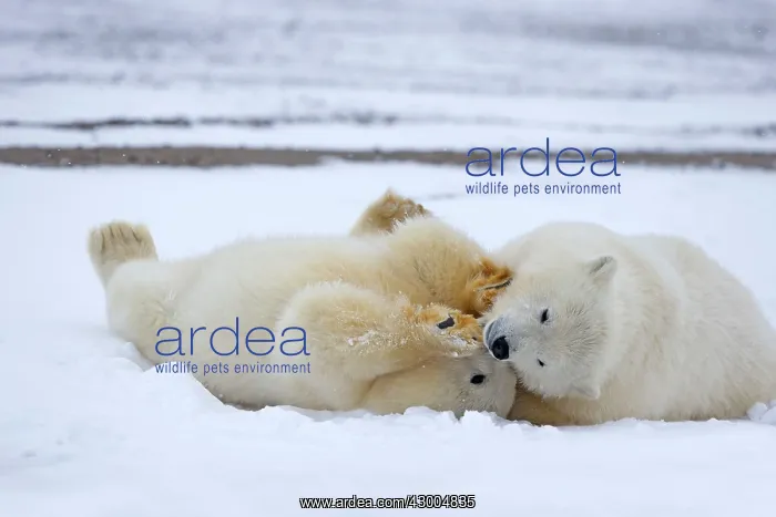 : Polar Bear yearlings playing in the snow Autumn : Polar Bear yearlings playing in the snow Autumn