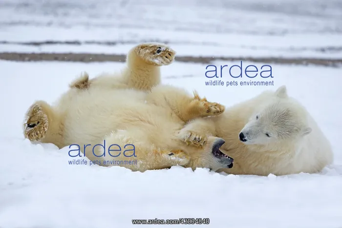 : Polar Bear yearlings playing in the snow Autumn : Polar Bear yearlings playing in the snow Autumn