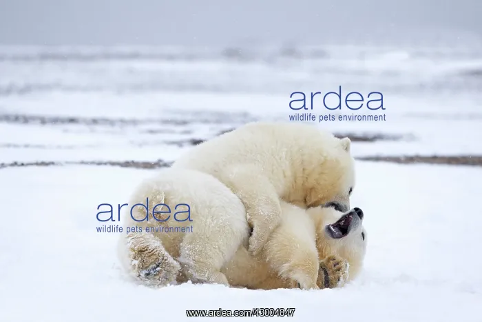 : Polar Bear yearlings playing in the snow Autumn : Polar Bear yearlings playing in the snow Autumn