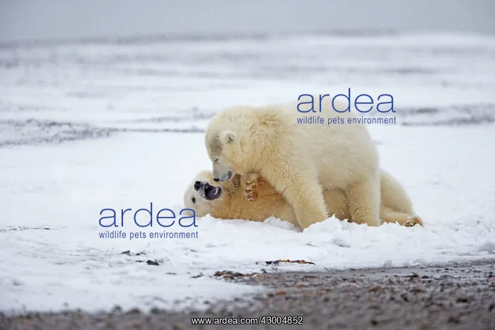 : Polar Bear yearlings playing in the snow Autumn : Polar Bear yearlings playing in the snow Autumn