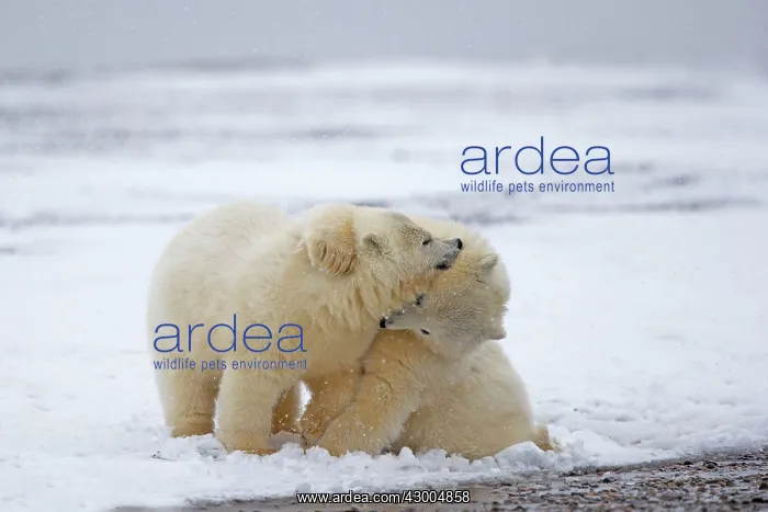 : Polar Bear yearlings playing in the snow Autumn : Polar Bear yearlings playing in the snow Autumn