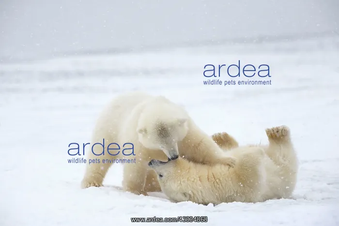 : Polar Bear yearlings playing in the snow Autumn : Polar Bear yearlings playing in the snow Autumn