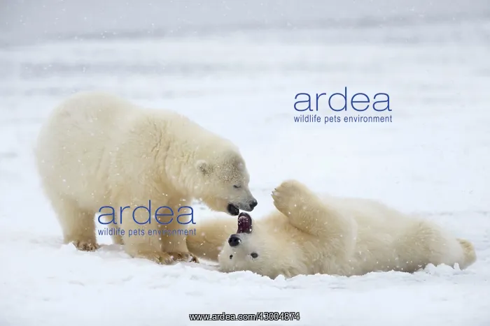 : Polar Bear yearlings playing in the snow Autumn : Polar Bear yearlings playing in the snow Autumn