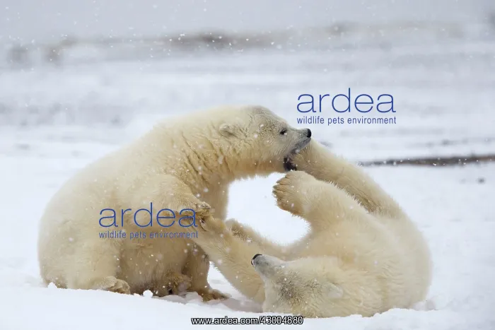 : Polar Bear yearlings playing in the snow Autumn : Polar Bear yearlings playing in the snow Autumn