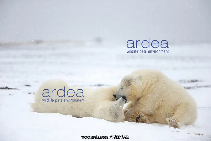: Polar Bear yearlings playing in the snow Autumn : Polar Bear yearlings playing in the snow Autumn
