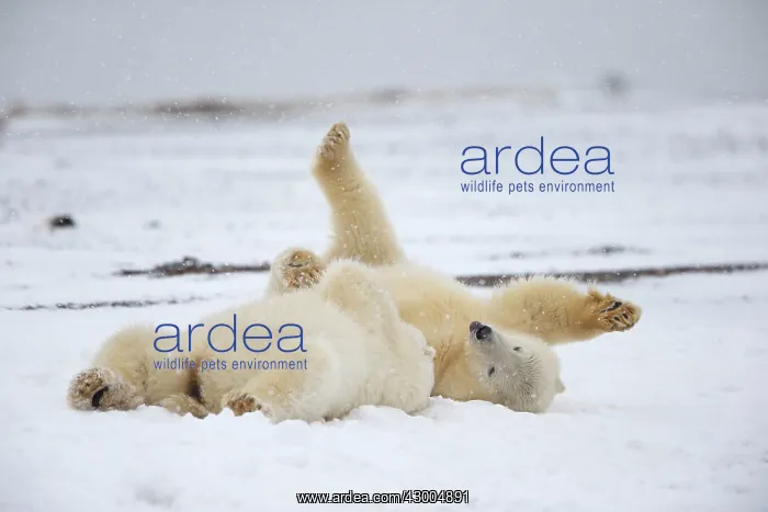 : Polar Bear yearlings playing in the snow Autumn : Polar Bear yearlings playing in the snow Autumn