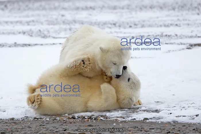 : Polar Bear yearlings playing in the snow Autumn : Polar Bear yearlings playing in the snow Autumn