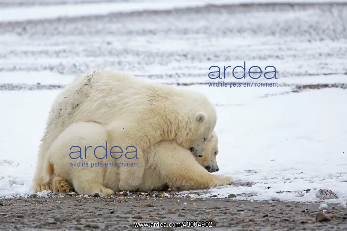 : Polar Bear yearlings playing in the snow Autumn : Polar Bear yearlings playing in the snow Autumn