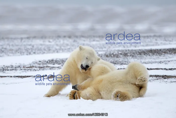: Polar Bear yearlings playing in the snow Autumn : Polar Bear yearlings playing in the snow Autumn