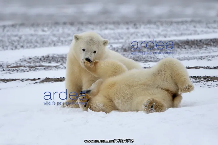 : Polar Bear yearlings playing in the snow Autumn : Polar Bear yearlings playing in the snow Autumn