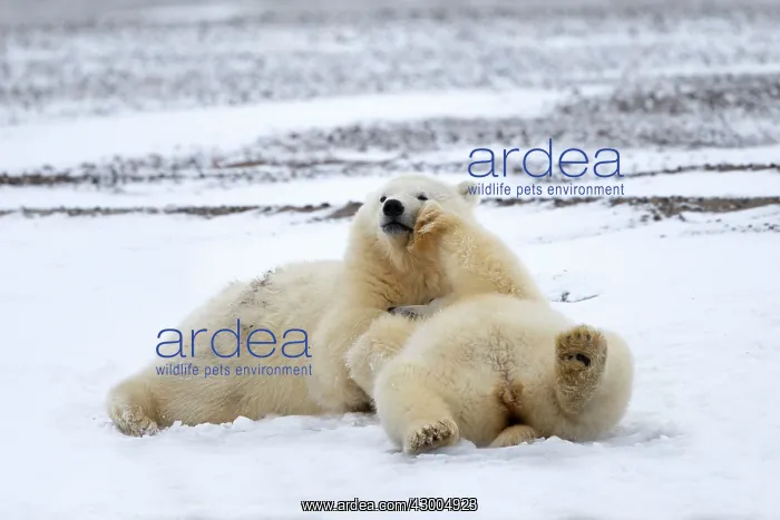 : Polar Bear yearlings playing in the snow Autumn : Polar Bear yearlings playing in the snow Autumn
