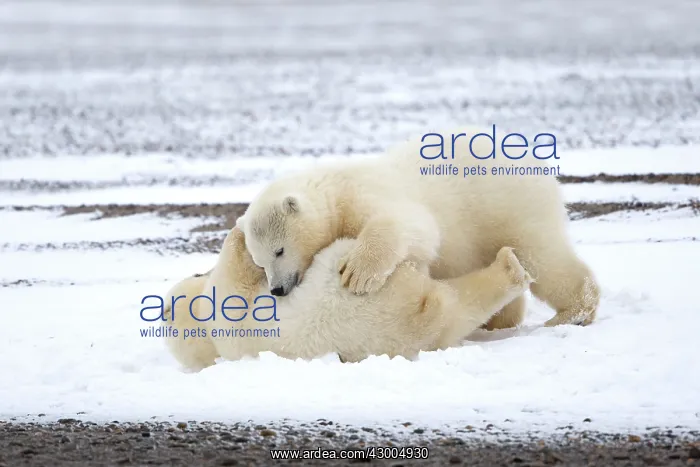 : Polar Bear yearlings playing in the snow Autumn : Polar Bear yearlings playing in the snow Autumn