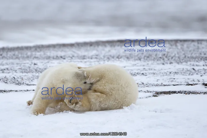 : Polar Bear yearlings playing in the snow Autumn : Polar Bear yearlings playing in the snow Autumn