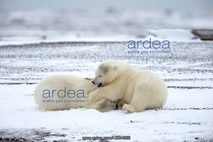: Polar Bear yearlings playing in the snow Autumn : Polar Bear yearlings playing in the snow Autumn