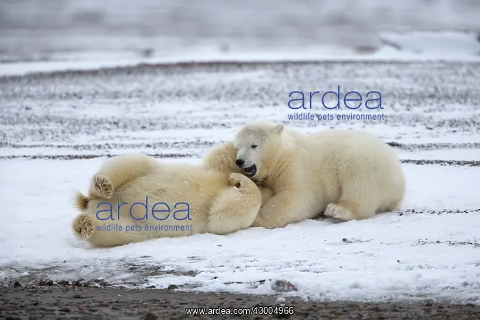 : Polar Bear yearlings playing in the snow Autumn : Polar Bear yearlings playing in the snow Autumn