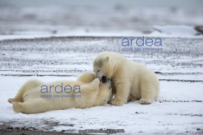 : Polar Bear yearlings playing in the snow Autumn : Polar Bear yearlings playing in the snow Autumn