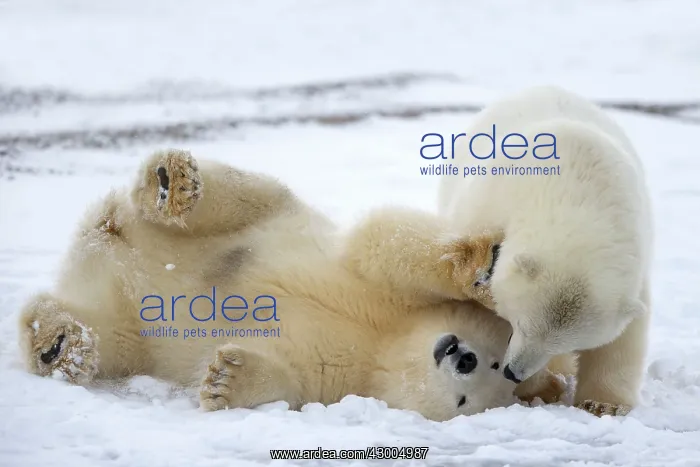 : Polar Bear yearlings playing in the snow Autumn : Polar Bear yearlings playing in the snow Autumn